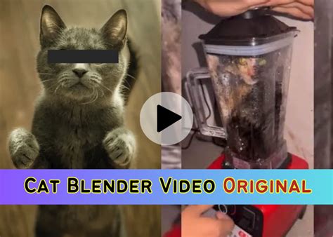 cat in blender twitter full video|The Truth About The Cat In The Blender Video On。